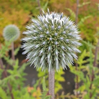 Echinops sphaerocephalus 'Arctic Glow'